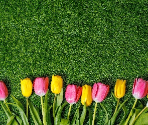 Tulipany, Trawa, Kolorowe