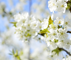 Białe, Wiosna, Gałązki, Kwiaty, Drzewo owocowe