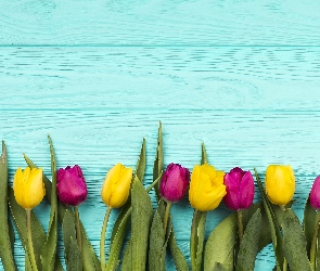 Kolorowe, Deski, Niebieskie, Tulipany, Kwiat