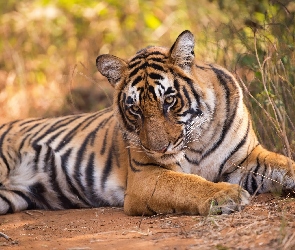 Leżący, Spojrzenie, Tygrys