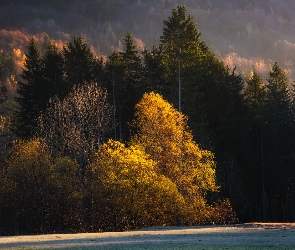 Las, Drzewa, Jesień, Kolorowe