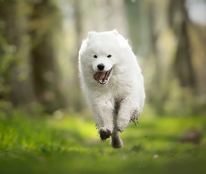 Pies, Samojed, Biały