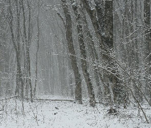 Zima, Gałęzie, Las, Drzewa