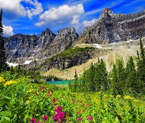 Kwiaty, Łąka, Stany Zjednoczone, Jezioro Iceberg Lake, Park Narodowy Glacier, Góry, Świerki, Stan Montana, Trawa, Niebo, Drzewa