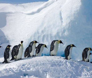 Zima, Pingwiny cesarskie, Ptaki, Śnieg