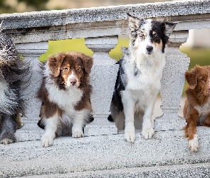 Owczarek australijski, Psy, Cztery, Balustrada, Retriever z Nowej Szkocji, Border collie, Kamienna, Owczarek staroangielski Bobtail