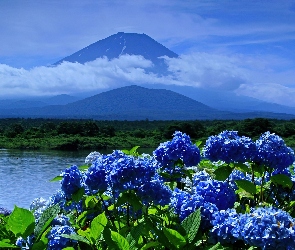 Góry, Hortensje, Kwiaty, Niebieskie