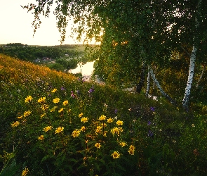 Kwiaty, Brzozy, Żółte, Lato, Rosja, Rzeka Krasivaya Mecha, Wzgórze, Obwód tulski, Drzewa