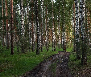 Las, Kałuże, Droga, Brzozy, Brzozowy