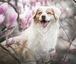 Pies, Magnolie, Kwiaty, Owczarek australijski