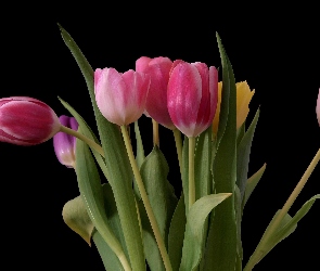 Kwiaty, Kolorowe, Tulipany