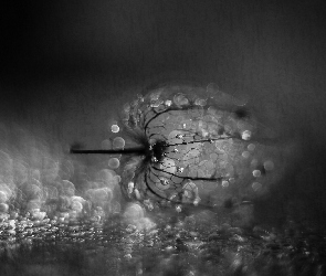 Bokeh, Roślina, Miechunka rozdęta, Sucha