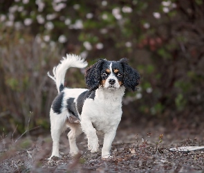 Pies, Tło, Rozmyte, King charles spaniel