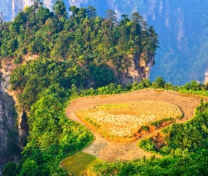 Skały, Drzewa, Chiny, Rezerwat Wulingyuan, Hunan, Zhangjiajie National Forest Park