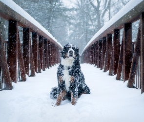 Pies, Śnieg, Most, Berneński pies pasterski