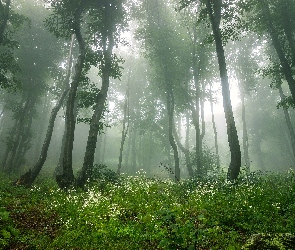 Drzewa, Mgła, Zarośla, Zieleń, Las