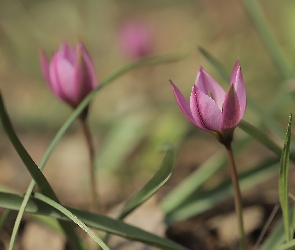 Źdźbła, Kwiat, Różowy, Tulipan