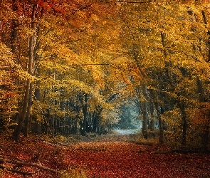 Drzewa, Ścieżka, Droga, Las, Jesień