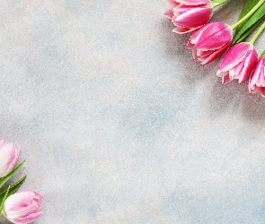 Biało-różowe, Tulipany, Jasnoróżowe
