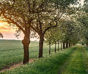 Kwitnące, Drzewa, Wiosna, Wschód słońca, Droga, Trawa