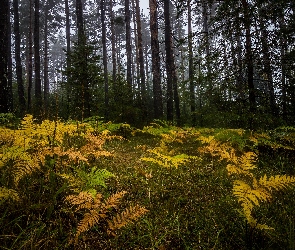 Paprocie, Pożółkłe, Las, Drzewa