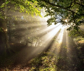 Słońce, Przebijające światło, Las, Drzewa