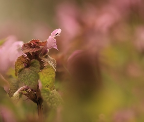 Kwiaty, Różowe, Jasnota purpurowa, Roślina