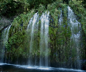 Wodospad Mossbrae Falls, Stany Zjednoczone, Stan Kalifornia, Rośliny