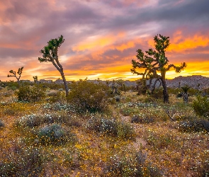 Stany Zjednoczone, Kalifornia, Drzewa Jozuego, Park Narodowy Joshua Tree, Jukki krótkolistne, Zachód słońca