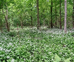 Wiosna, Czosnek niedźwiedzi, Kwiaty, Białe, Las