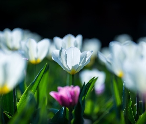 Kwiaty, Rozmycie, Tulipany, Białe