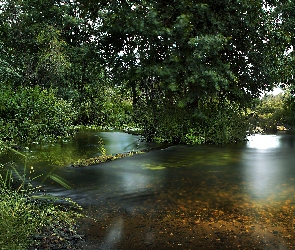 Drzewa, Rzeka, Zarośla, Zieleń, Las