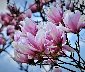 Krzew, Magnolia, Kwiaty