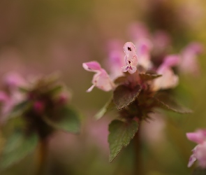 Kwiaty, Różowe, Roślina, Jasnota purpurowa