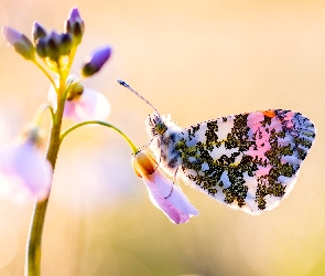 Motyl, Makro, Rozmycie, Zorzynek rzeżuchowiec, Kwiat