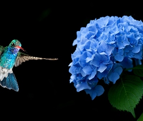Niebieski, Koliber, Hortensja, Kwiat