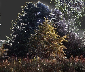 Las, Widok, Łąka