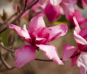 Różowe, Gałązki, Magnolie, Rozwinięte