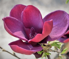 Magnolia, Rozwinięta, Różowy, Kwiat