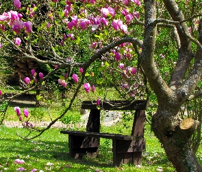 Ławka, Wiosna, Drzewo, Magnolia, Park