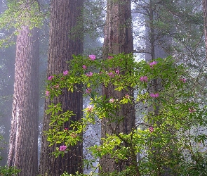 Stany Zjednoczone, Kalifornia, Las, Park Narodowy Redwood, Drzewa, Różanecznik
