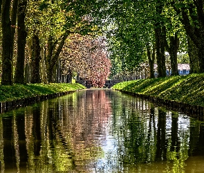 Rzeka, Drzewa, Kanał