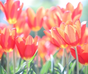 Słońcem, Kwiaty, Tulipany, Czerwone, Rozświetlone