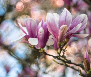 Kwiaty, Magnolia, Gałąź