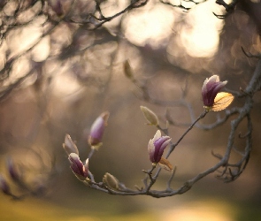 Pąki, Magnolia, Gałąź