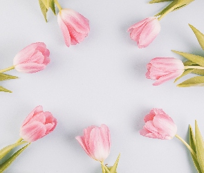 Kwiaty, Białe tło, Tulipany, Różowe