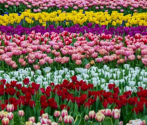 Pole, Kwiaty, Tulipany, Kolorowe