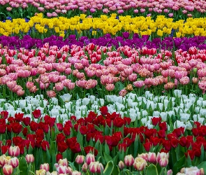Kwiaty, Tulipany, Pole, Kolorowe