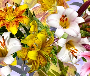Grafika, Lilie, Kwiaty, Kolorowe