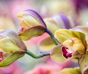 Storczyki, Orchidea